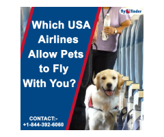 Qatar Airways Pet Policy | FlyOfinder
