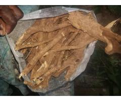 IBOGA ROOTS FOR SALE +27788473142 CAPE TOWN, ROBERTSON, GEORGE