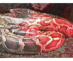 Find Money Spell USA Ukuthwala MaMlambo Snake For Money Spells works South Africa +27788804343