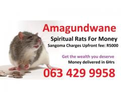 In south Africa i started money spells ads Spiritual Rats amagundane +27634299958 Sangoma