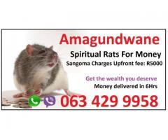 money spells ads Spiritual Rats amagundane +27634299958 Sangoma